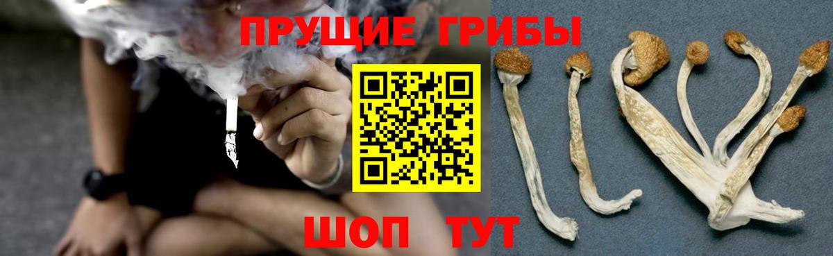 Выкса  Псилоцибиновые грибы ЛСД  Вход с VPN  Псилоцибиновые грибы Psilocybe 